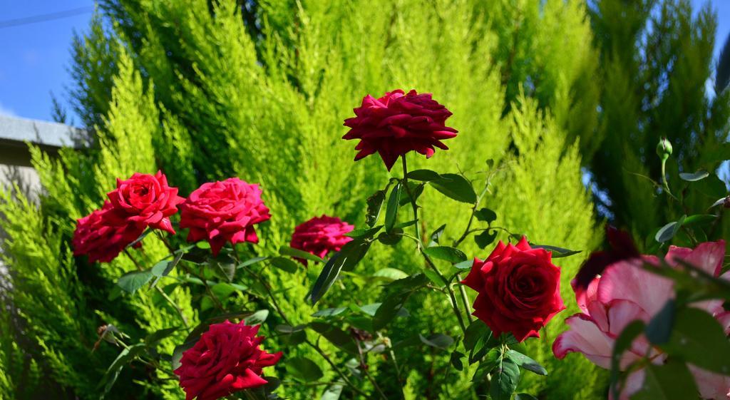 La Casa Delle Rose Room With Air Conditioning La Spezia Bagian luar foto